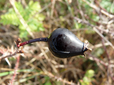 Fruits arrondis, rouges puis noirs à maturité. Agrandir dans une nouvelle fenêtre (ou onglet)